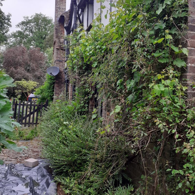 Garden before maintenance