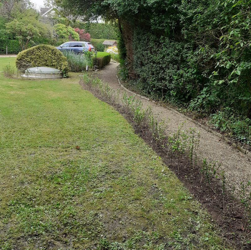 Garden after maintenance