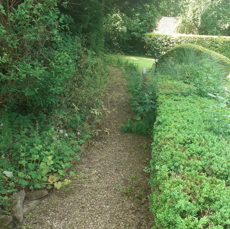 Garden before maintenance