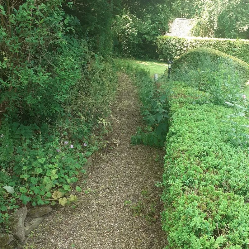 Garden before maintenance